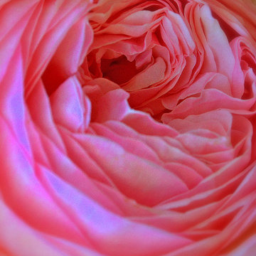 Gertude Jekyll