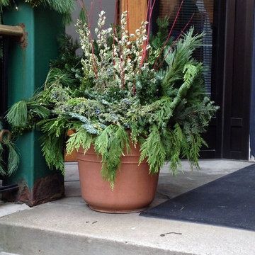 Mixed Evergreen Boughs