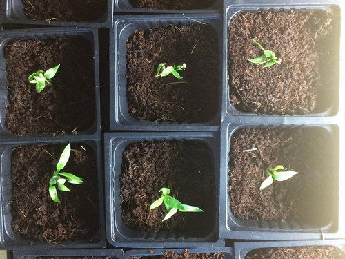 Did I my sweet pepper seedlings?!?