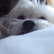 Pamela Dickson's photo