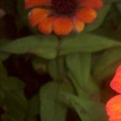 Marlisa Gill's photo