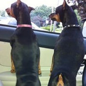 Carol Goncalves's photo