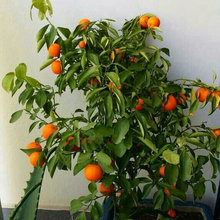 Balcony  Garden