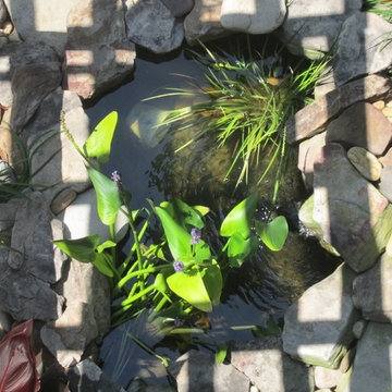 WATER GARDEN / FISH POND