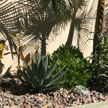Modern & Drought Tolerant Landscape in Banker's Hill
