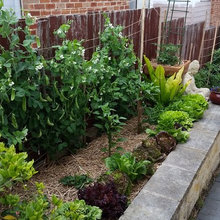 My Garden