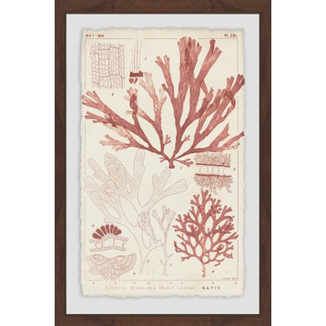 "Antique Coral Seaweed VI" Framed Painting Print, 12"x18"