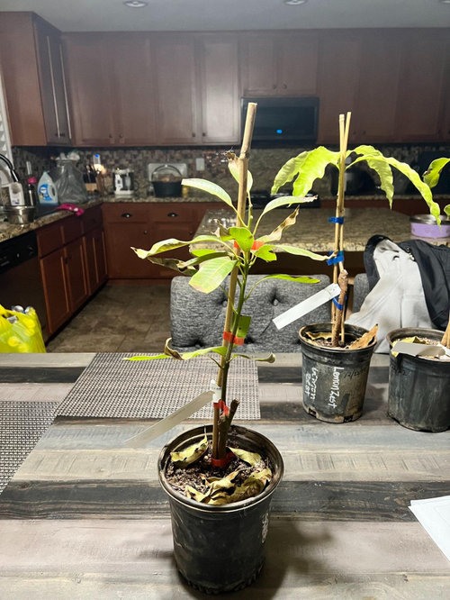 what did I do wrong with my young mango trees?