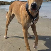Trevor Thompson's photo