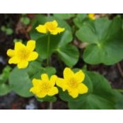 Rachel Schultz's photo