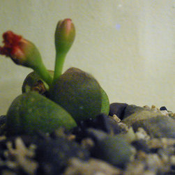 Micro-Gardens - Products