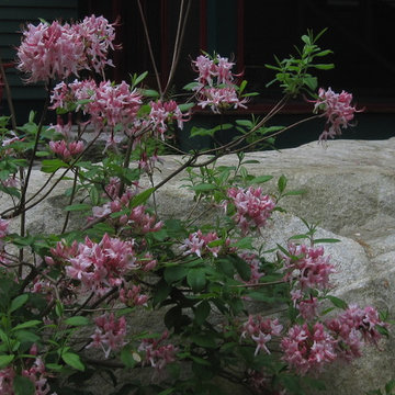 Native pinxterbloom azalea in bloom