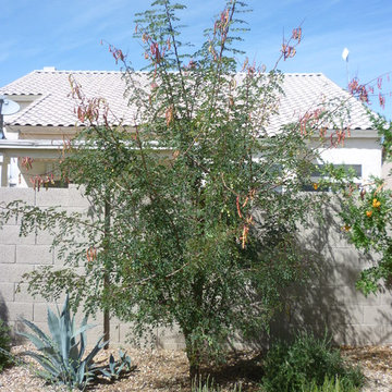 Plantings - 1.5 Years