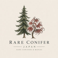Rare Conifer Japan