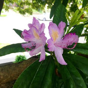 Ivonne Villacis's photo