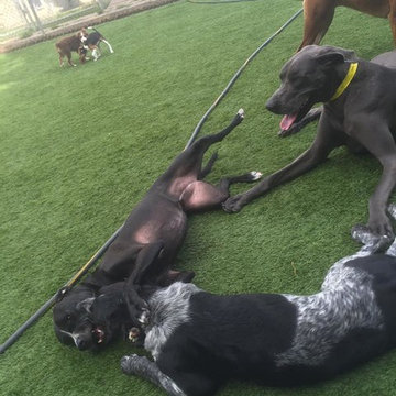 Tails of Texas, Dogie Daycare