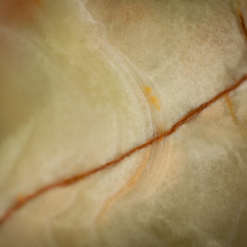 Coral Strand #3