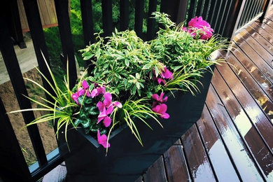 Photo of a traditional landscaping in San Francisco with decking.