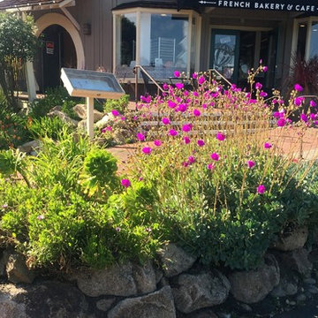 Succulents