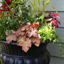 Garden ideas