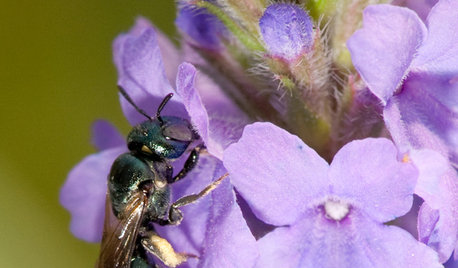 Small Carpenter Bees Are Looking for a Home in Your Plant Stems
