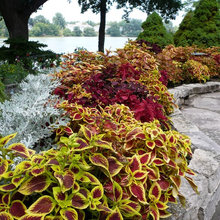 Annuals