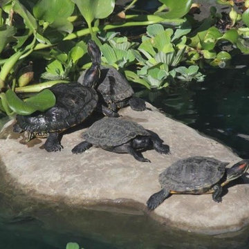 Water Loving Creatures
