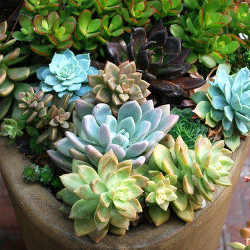 G A R D E N - Succulent Love