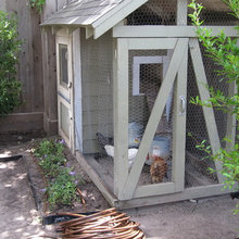 chickens