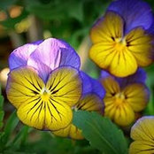 JoAnne McElroy's photo