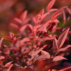 Current Featured Plants - Products