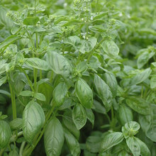 Landscaping - Herbs