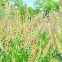 Current Featured Plants - Products