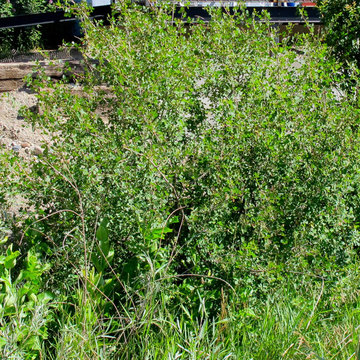 Skunkbush Sumac