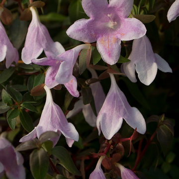 Pinky Bells™ Abelia