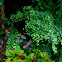 GARDENING