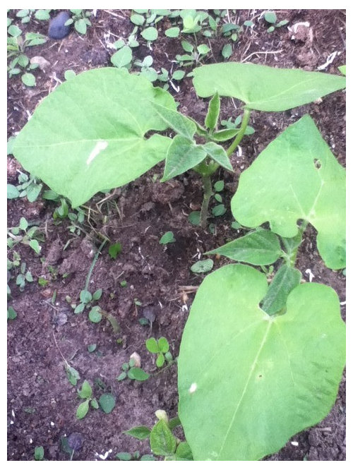 White spot on bean leaf
