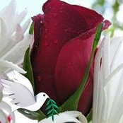 Foto von Rosa Calvete