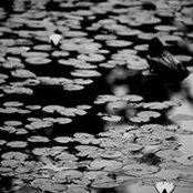 Foto de Shannon Hamilton-Tice
