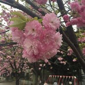 Van Nguyen's photo
