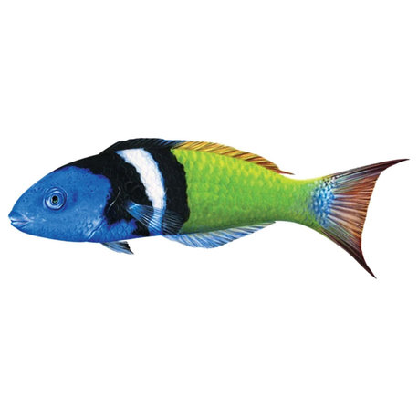 Bluehead Wrasse Porcelain Swimming Pool Mosaic