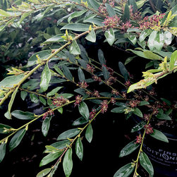 Current Featured Plants - Products