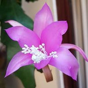 Erendira de Leon's photo