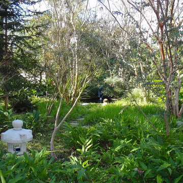 Koi Pond