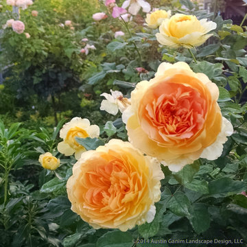 Plant Ideas & Colorful Combinations