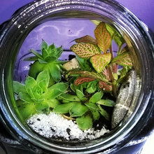 terrarium