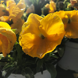 Current Featured Plants - Products