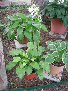 Hosta Questions A Question About Fragrant Hosta