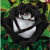 Varda Souverain's photo