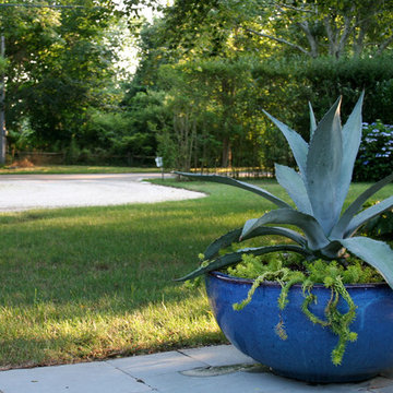 Blue Agave
